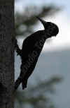picchio_nero_6.jpg (31922 byte)