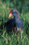 pollo_sultano.jpg (47653 byte)