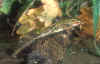 rana.jpg (52235 byte)