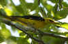 rigogolo_4.jpg (57990 byte)
