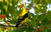 rigogolo_5.jpg (54706 byte)