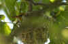 rigogolo_6.jpg (49672 byte)