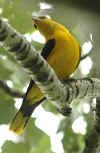 rigogolo_7.jpg (44372 byte)