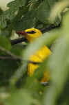 rigogolo_8.jpg (42528 byte)