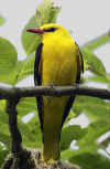rigogolo_9.jpg (52133 byte)