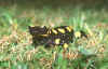 salamandra.jpg (66395 byte)