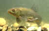 tinca.jpg (59522 byte)
