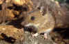 topo_collo_giallo.jpg (53796 byte)