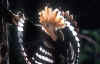 upupa-2.jpg (12636 byte)