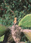 upupa 7.jpg (20298 byte)
