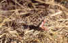 vipera.jpg (77673 byte)